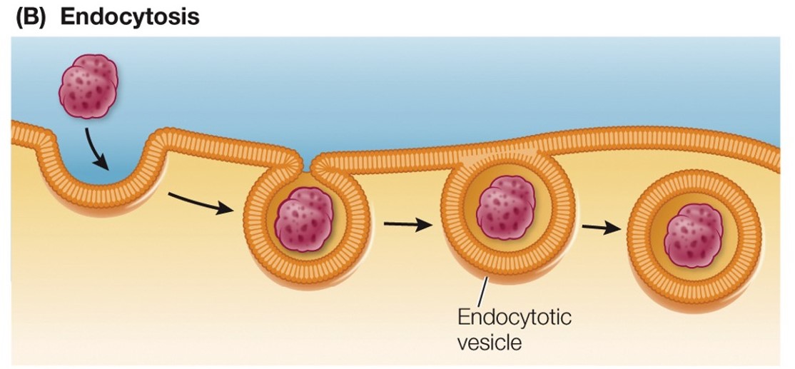 <ul><li><p>Bring macromolecules and particles INTO the cell</p></li><li><p>Cell membrane folds around it and forms a vesicle which separates from the membrane</p></li></ul>
