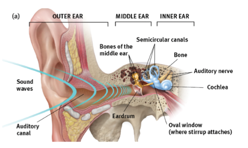 <p>how sound waves reach the ear</p>