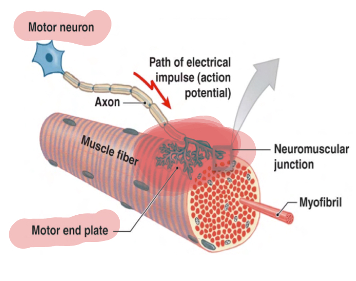 <p>A type of synapse in which an axon innervates muscle (called motor unit), with the motor end plate connected to the muscle which is where the different synapses take place, we can see that they branch into sveveral axon terminals. The motor end plates in the postsynaptic membrane have junctional folds which are deep invaginations of the muscle of ell plasma membrane (sarcolemma) whihc increase surface area for the neruotransmitter (ACh) to interact</p>
