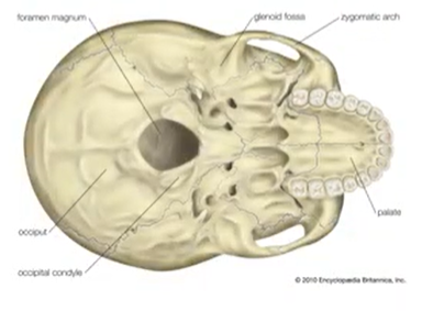 <p>Foramen</p>