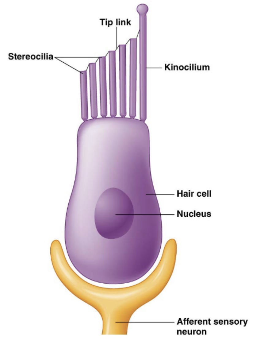 <p>hair; mechanoreceptor; balance</p>