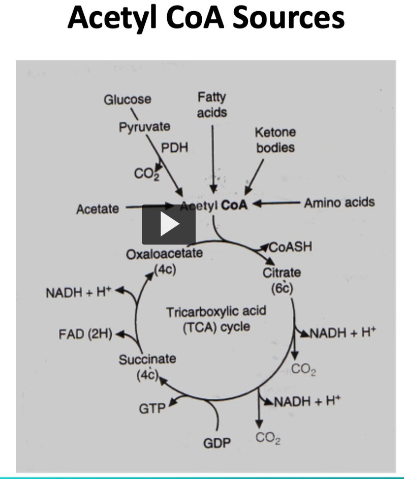<p>we mentioned the different fields that produce acetyl-CoA, such as fatty acids, ketone bodies, and amino acids. </p>