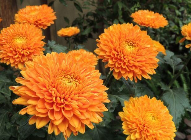 <p>Chrysanthemum</p>