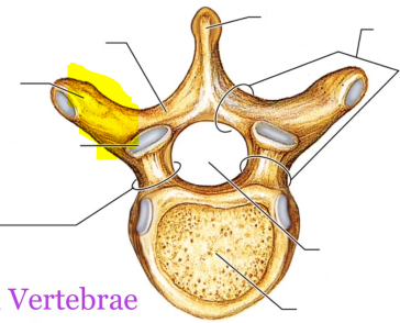 <p>What is the highlighted structure?</p>