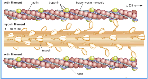 <ul><li><p><span><strong>Myosin Crossbridges</strong> - small bridges that extend from myosin filaments to actin filaments</span></p></li><li><p><span>These “crossbridges” are actually the heads of the myosin filaments (they look like mini golf clubs)</span></p></li><li><p><span>Over &amp; over again, these crossbridges attach, rotate, detach, and reattach in rapid succession&nbsp;</span></p></li><li><p><span>Process results in sliding (or overlapping) of thin &amp; thick filaments (to a greater degree), which shortens the sarcomere</span></p></li><li><p><span>As this process occurs simultaneously in sarcomeres throughout the fibre, the muscle cell shortens</span></p></li></ul><p></p>
