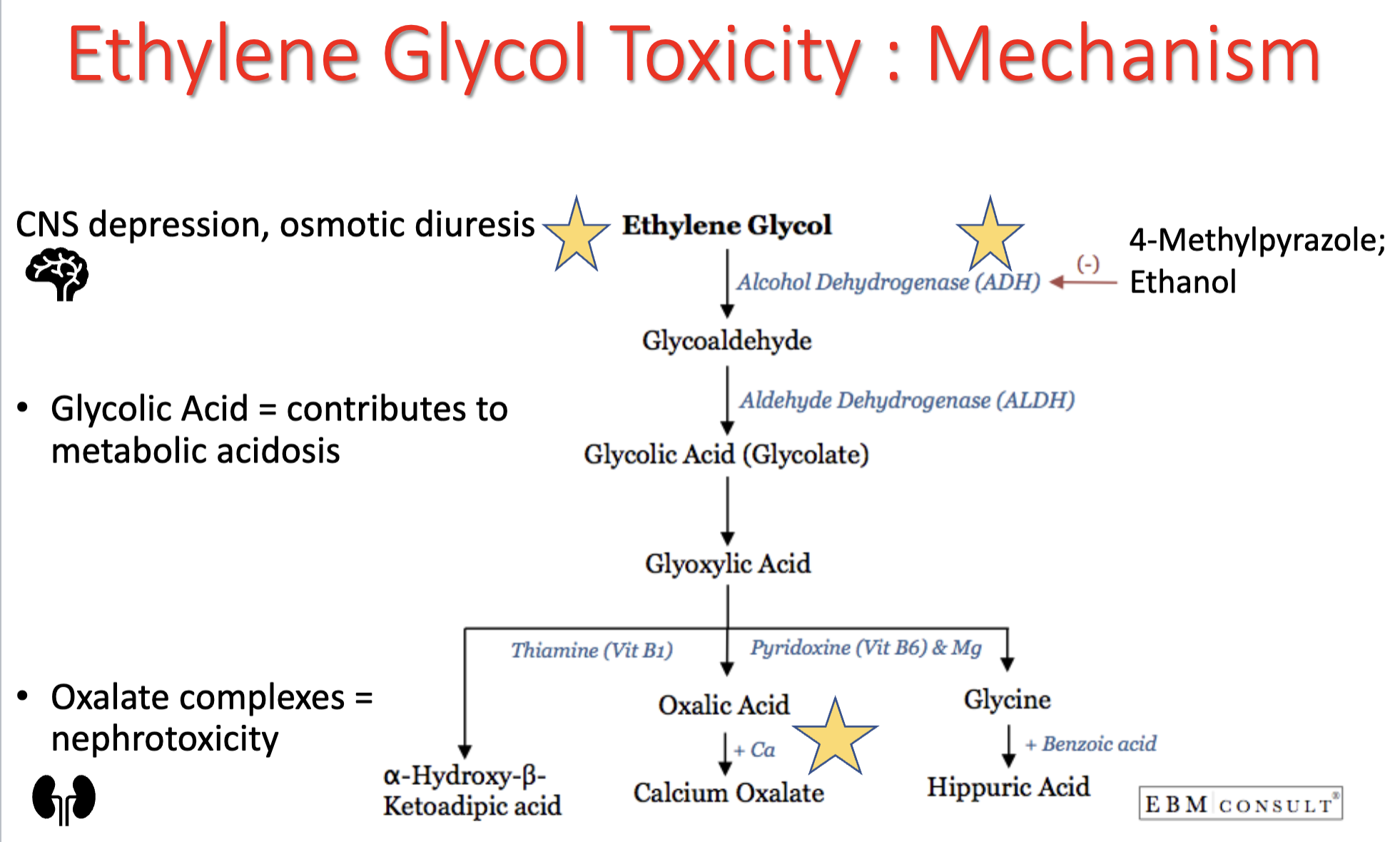 <ul><li><p>ethylene glycol → can cause CNS depression, osmotic diuresis</p></li><li><p>metabolized by <strong>alcohol dehydrogenase</strong> in liver → → glycolic acid (glycolate)</p></li><li><p><strong>glycolic acid</strong> = contributes to <strong>metabolic acidosis</strong></p></li><li><p>further metabolism into <strong>oxalic acid</strong></p><ul><li><p>oxalate complexes = nephrotoxicity</p></li><li><p><strong>calcium oxalate crystals</strong> → renal tubular epithelium necrosis</p></li></ul></li></ul><p></p>