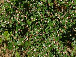 <p><span>Cotoneaster divaricatus / Spreading Cotoneaster</span></p>