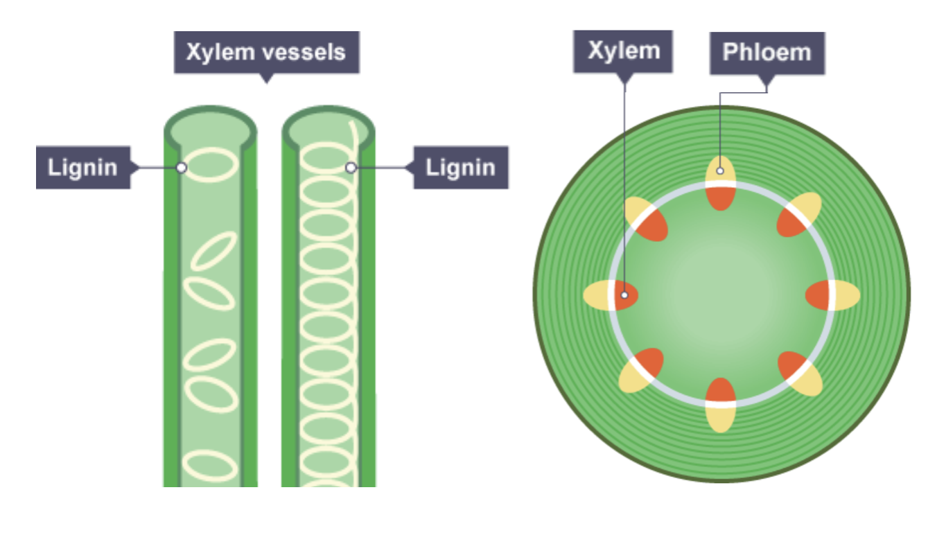 <p>Water and dissolved mineral ions travel in these vessels from root to shoots and leaves in one direction.</p>