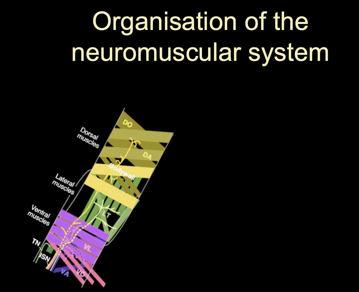 <ul><li><p>axon pathfinding seen as a sequence of simple choices</p></li><li><p>progressively define axon tragetories and target areas</p></li><li><p>restrict the developmental potential each time and become specified</p></li></ul><p></p>