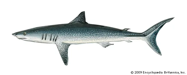 <p>lamnid sharks</p>