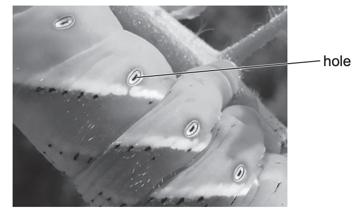 Air is taken into tiny holes along the side of the body of a caterpillar

\
name these holes
