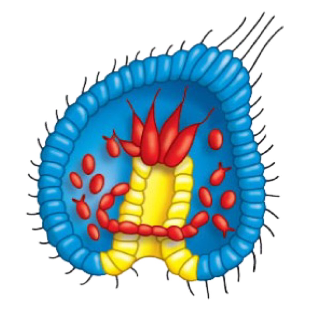 <p>Animals with three germ layers.</p>