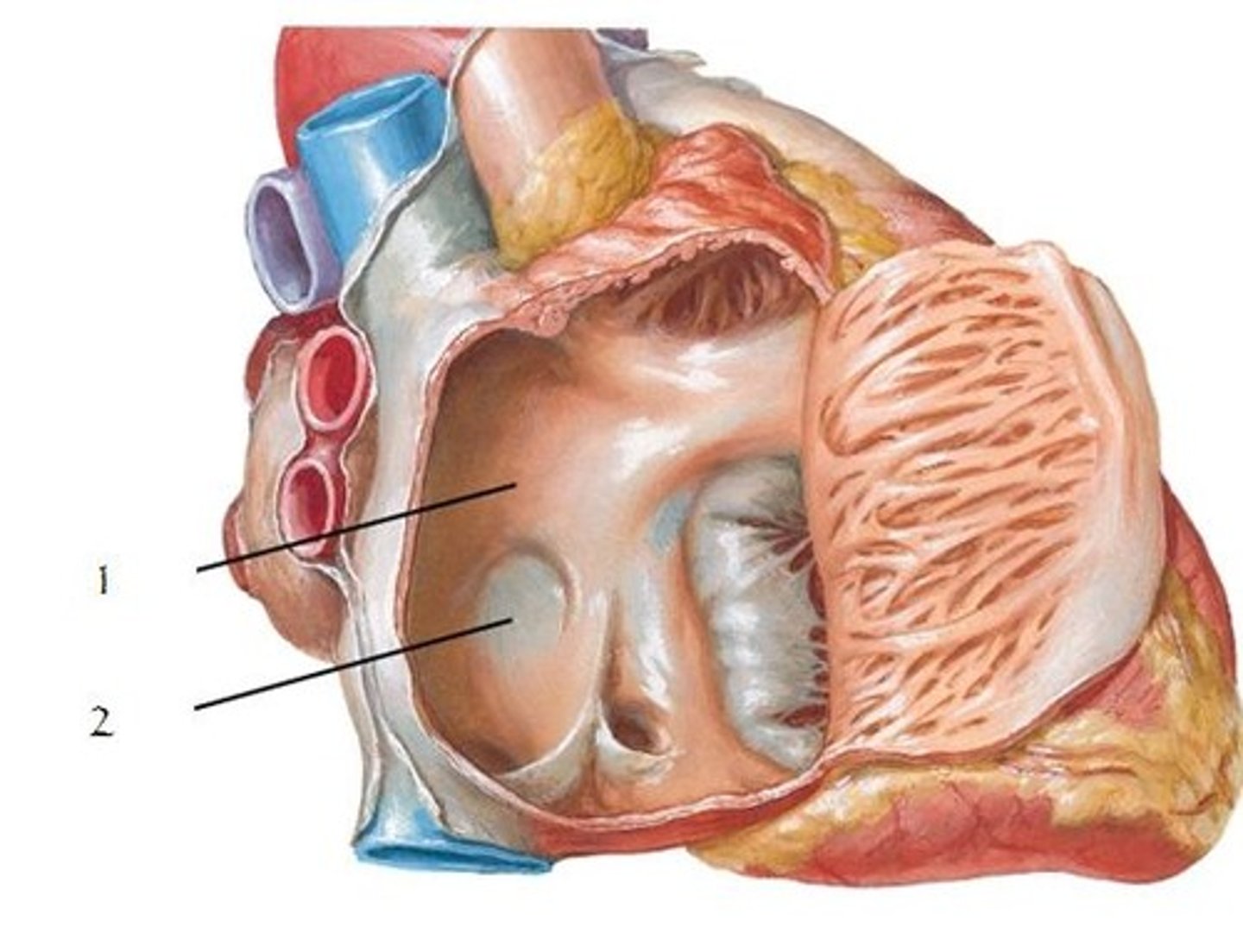 <p>Name this structure located in the right atrium.</p><p>oval depression</p>