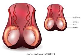 <p>What gland is this?</p>