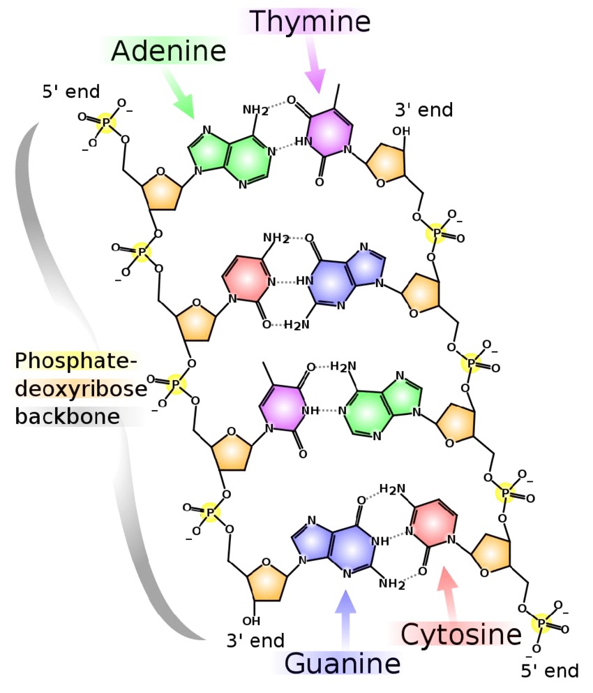 <p>Antiparallel</p><p>Because of the way bases pair through hydrogen bonds, the two DNA strands are antiparallel (they run in opposite directions)</p><p>Notice in the picture, the top of one strand is 5’ and the top of the other strand is 3’ (this is because they are antiparallel and the pentose sugars are oriented differently)</p>