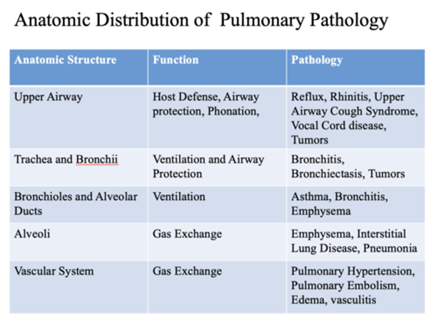 <p>- Trachea</p><p>- Bronchii</p>