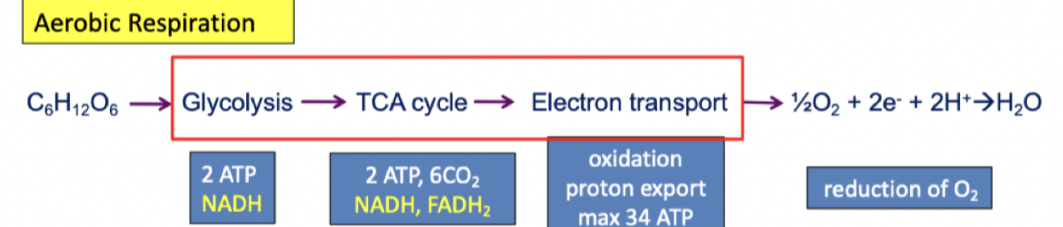 Pyruvate coming in and generate another NADH, carbons are donated, as being oxidized it is generating energized electron carriers and ATP (anabolic reactions to make compounds)m  = pyruvate oxidation

  

Products 

3 CO2  

4 NADH  

FADH2 

GTP (ATP)

      