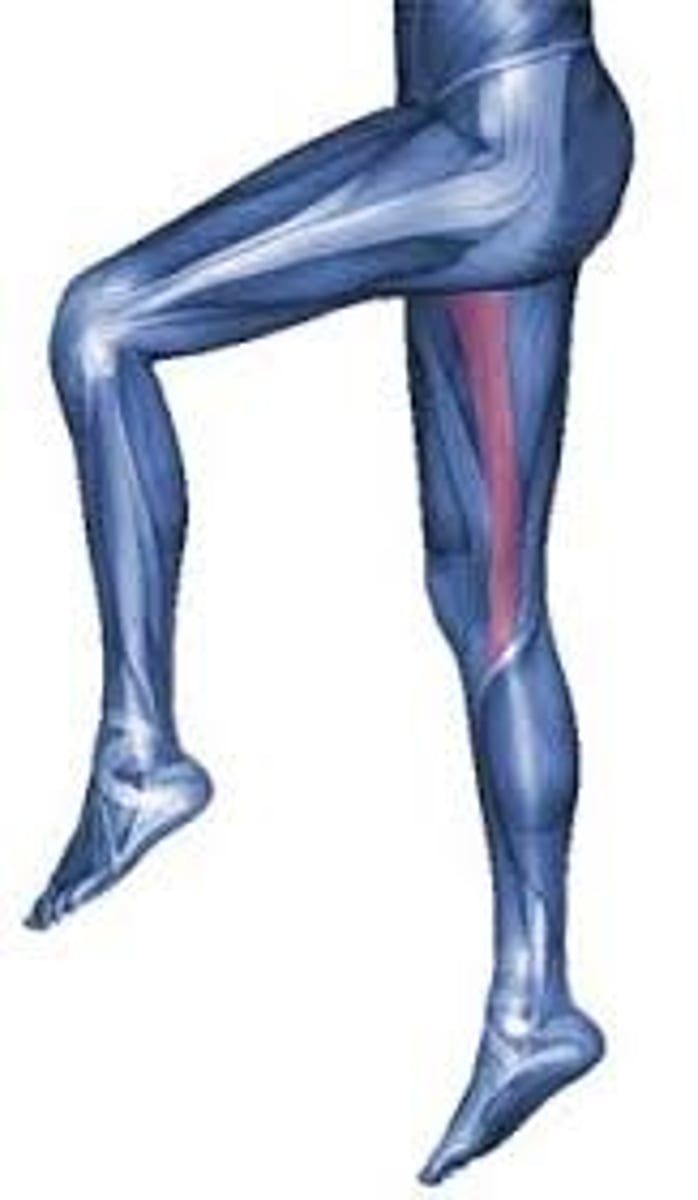 <p>medial, groin muscle, long skinny muscle</p>