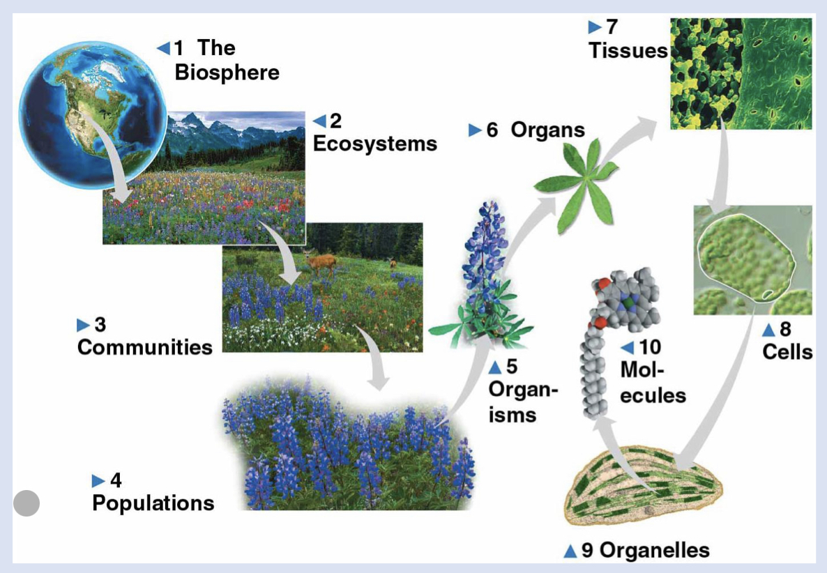 <p>all living things in a particular area: terrestrial…</p>