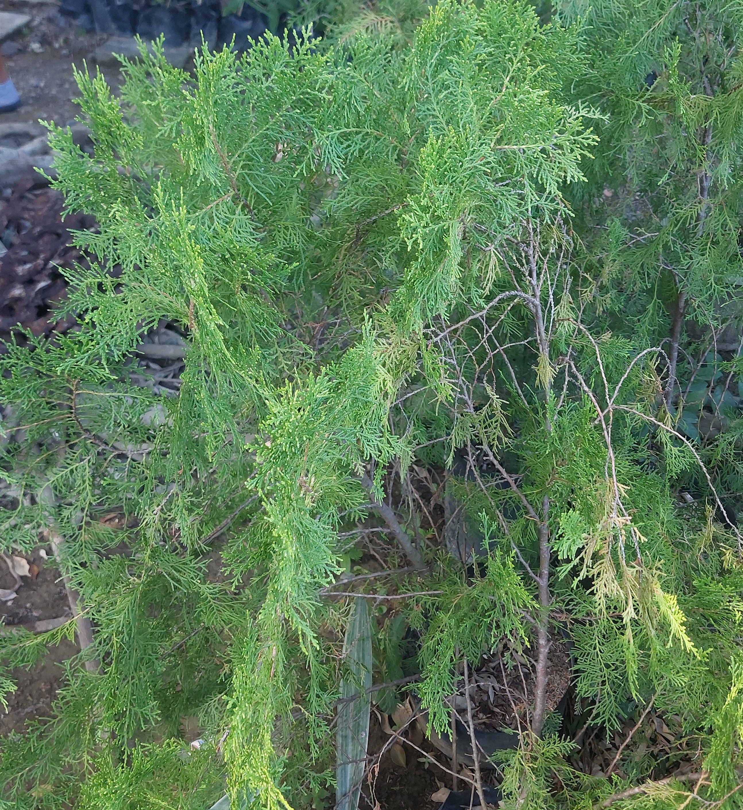 <p>Cupressus</p>