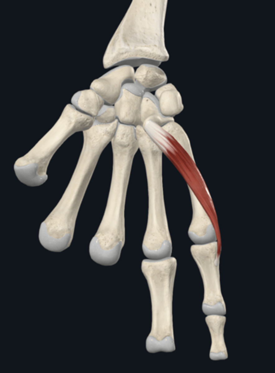 <p>flexes proximal phalanx of 5th digit</p>