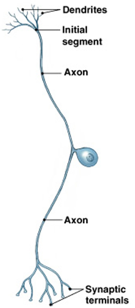 <p>Which neuron type is:</p><ul><li><p>Dendrites and axon are continuous, cell body to 1 side</p></li><li><p>PNS neurons</p></li><li><p>Axons can be very long - (feet)</p></li></ul><p></p>