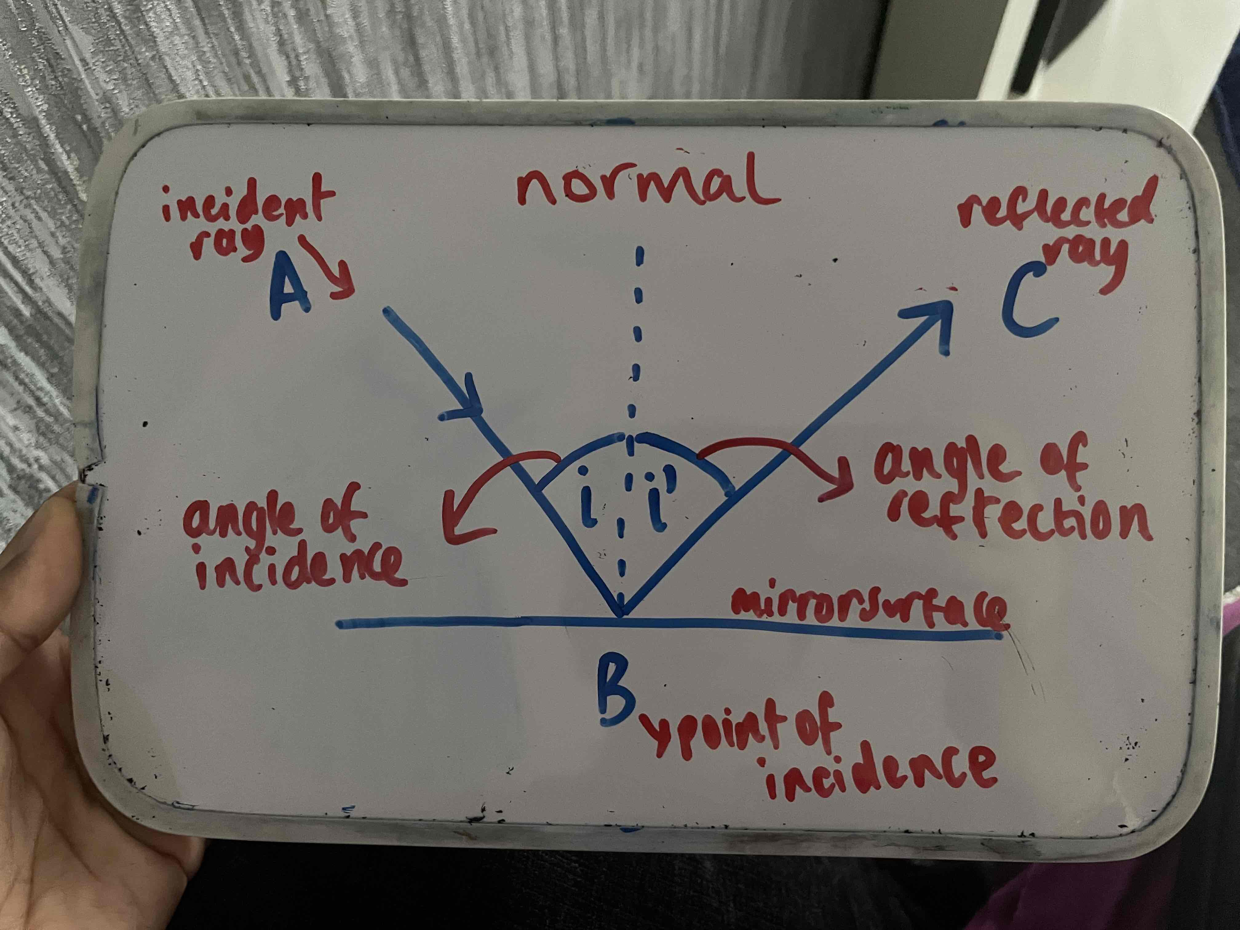 <p>the incident ray, reflected ray and the normal lie in one plane which is perpendicular to the (mirror surface </p>