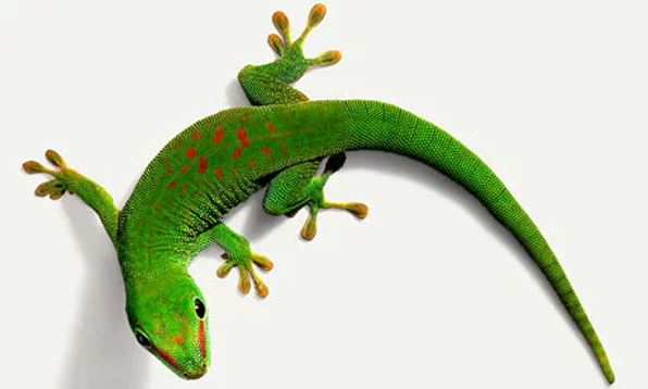 <p>Gecko</p>
