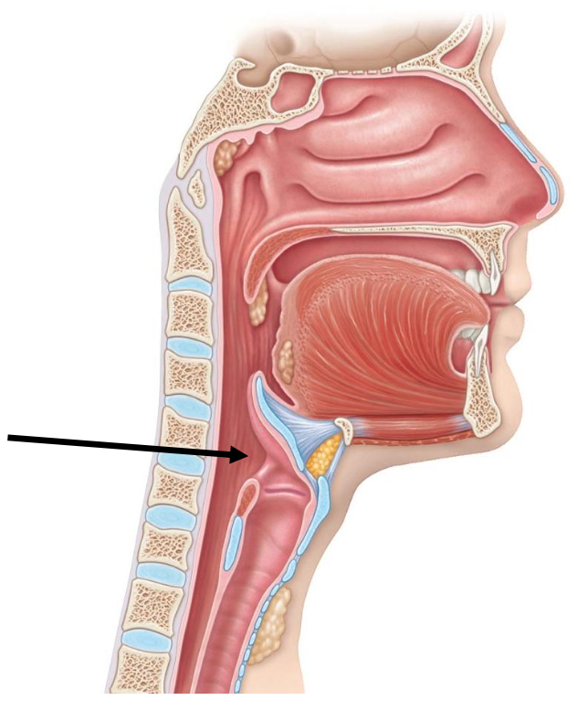 <p>The arrow is pointing to </p><p></p><p>a. Nasopharynx</p><p>b. Oropharynx</p><p>c. Larynx</p><p>d. Laryngopharynx</p>