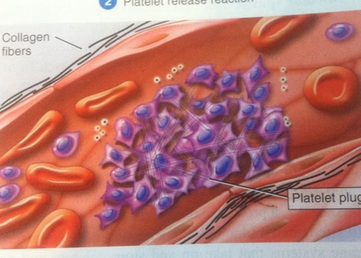<p>accumulation and adhesion of platelets at the site of blood vessel injury</p>