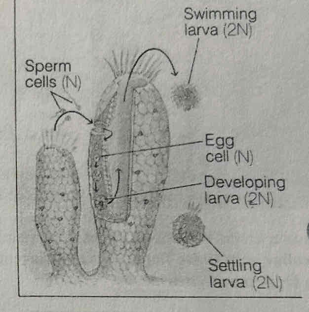 <ol><li><p>﻿Gametes are produced inside the body wall</p></li><li><p>﻿Sperm are released out the osculum into the water where they enter another sponge.</p></li><li><p>﻿The amebocyte grabs the sperm and transports it to an egg for fertilization which produces a zygote (2N): the first cell</p></li><li><p>﻿The zygote grows into a larva (immature animal that looks &amp; acts nothing like the adult) and leaves the osculum</p></li><li><p>It swims away and grows into a new sponge in a different place</p></li></ol><p></p>