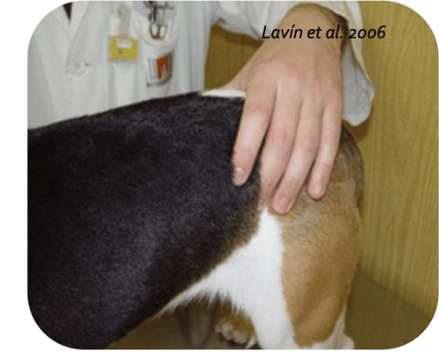 <p>what is being palpated?</p>