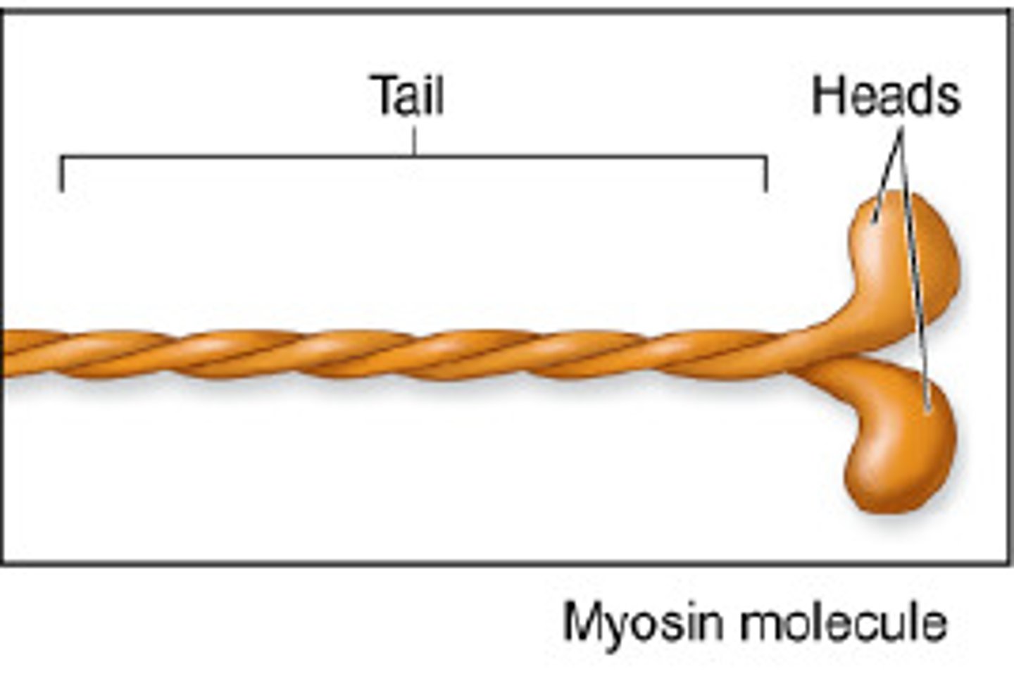 <p>- Composed of two subunits twisted around one another</p><p>- Has a long tail and a free head composed of two globular protein subunits</p>