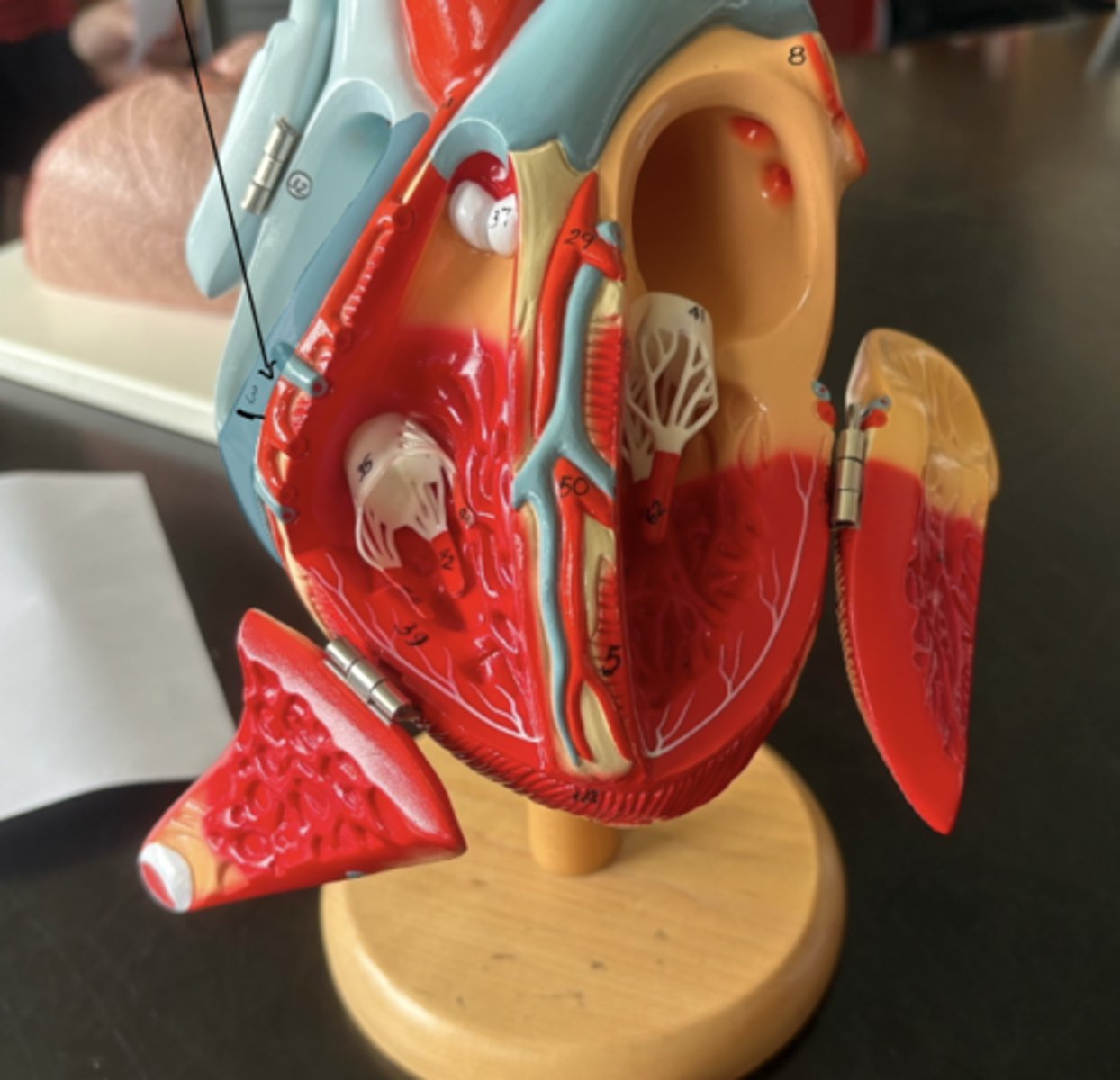 knowt flashcard image