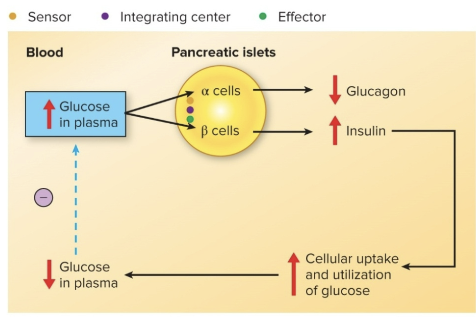 <p>Glucose homeostasis</p>