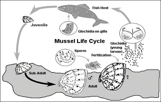 <p>Some in Class Bivalvia take a larval stage called glochidium, what is this? (Phylum Mollusca)</p>