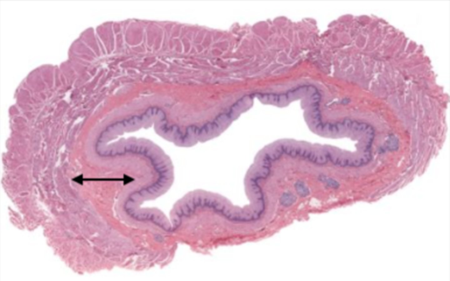 <p>contains glands and blood supply</p>