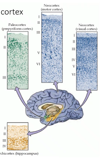 <p>types of cerebral cortex, _____ has six layers and is 95% of surface, _____ has three layers and makes up parahippocampal gyrus and cingulate gyrus, the _____ has four layers and makes up the hippocampus,  the rest of the limbic system has ___ layers </p>