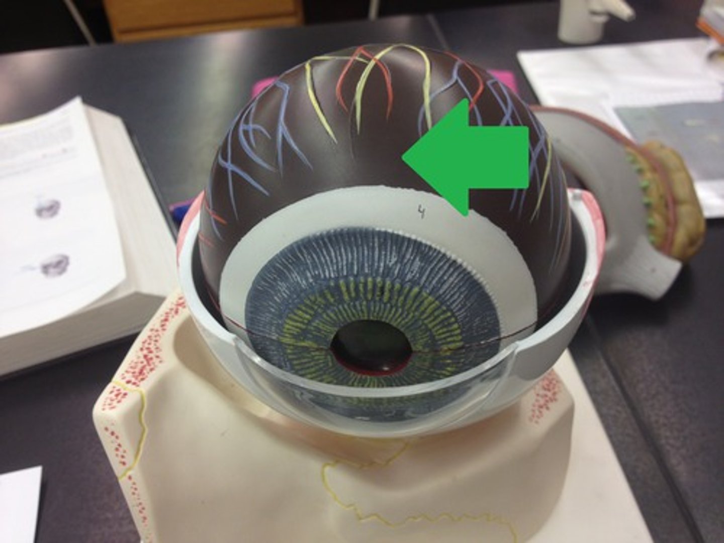 <p>middle, vascular layer of the eye, between the retina and the sclera</p>