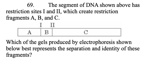 <p>69. The segment of DNA shown above has restriction sites I and II, which create restriction fragments A, B, and C.&nbsp;</p><p class="p1">Which of the gels produced by electrophoresis shown below best represents the separation and identity of these fragments? (see image)</p>