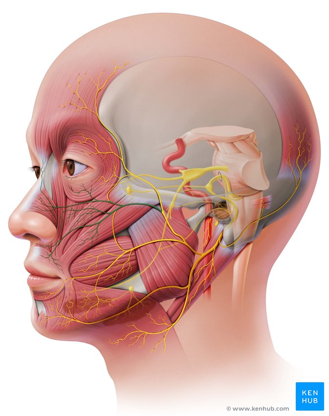 <p>Lacrimal Apparatus</p>