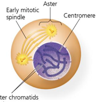 <p>chromosomes condense</p><p>nuclear envelope intact </p><p>mitotic spindle forms </p><p>duplicated centrosomes separating to act as spindle poles </p>