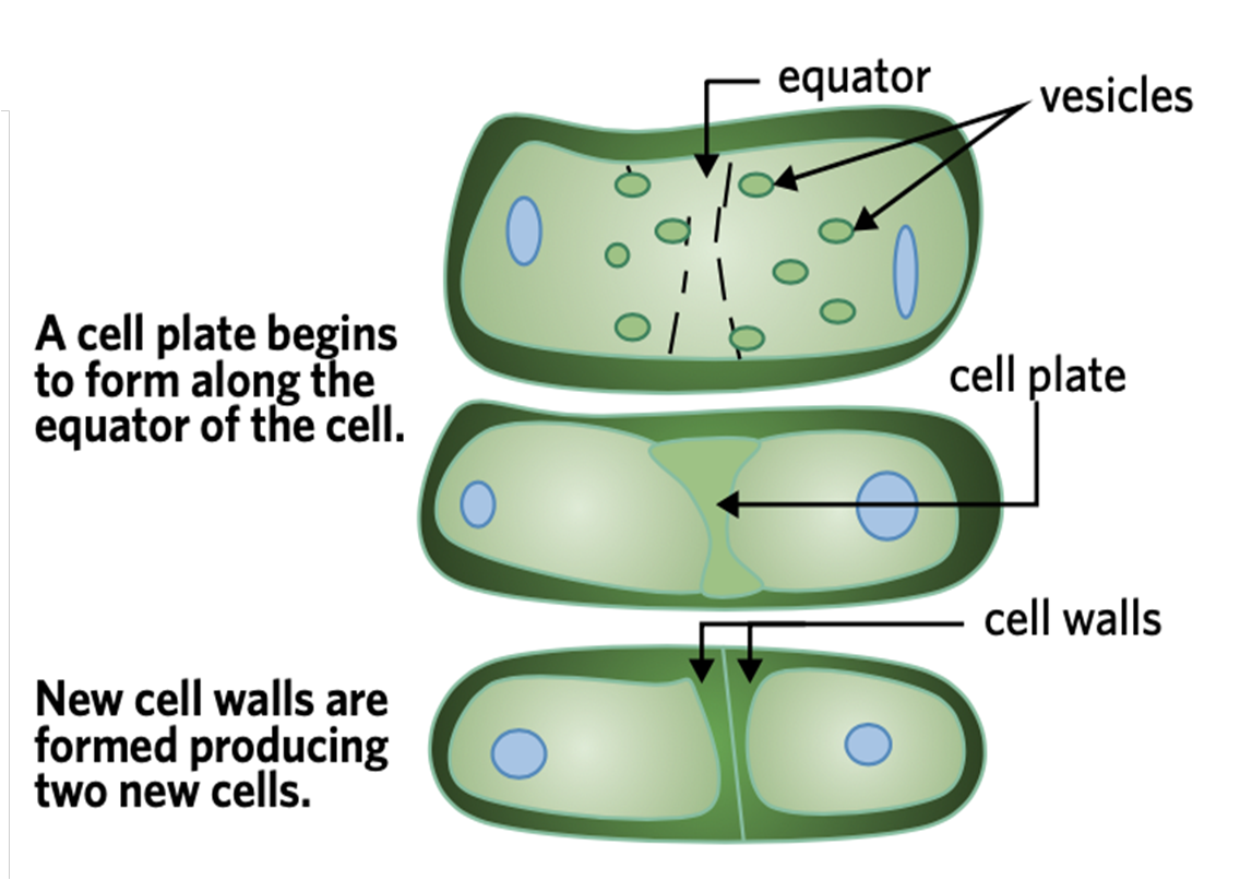 <p>Plant cells have no cleavage furrow and so a cell plate forms in the middle of the original cell, meaning the cell wall begins being synthesized&nbsp;and a new cell walls are formed producing two new cells. </p>