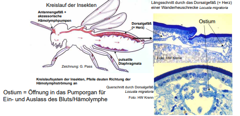 Körperhohlraum von Hämolymphe (Blut und Gewebeflüssigkeit) gefüllt 

Herz oder pulsierendes Gefäß: **Pumporgan**, das Hämolymphe bewegt, zusätzliche Strukturen leiten die Flüssigkeit

\

