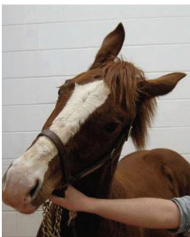 <p>Cranial Nerve - <strong>Vestibulocochlear</strong></p><ul><li><p>Related to head dropping, vestibular disease</p></li><li><p>Function: posture, balance, hearing</p></li><li><p>Assessment: head and eye position (strabismus) and nystagmus, lesions cause nystagmus, head tilt, balance loss, deafness</p></li></ul><p></p>