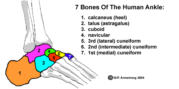 <p>The talus bone forms part of the ankle joint</p>