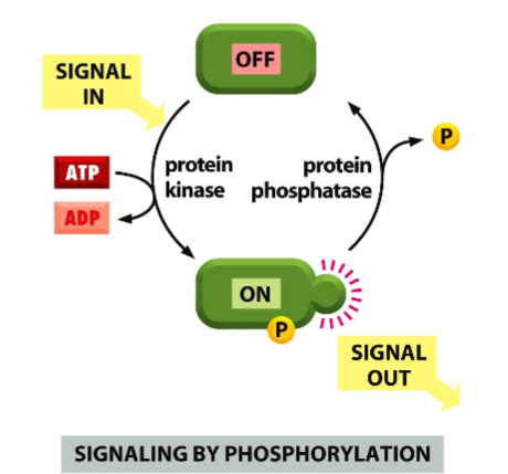 <ul><li><p>phosphate added to serine, threonine</p></li><li><p>switch signal one </p></li><li><p>turn signal off by phosphatase, removes phosphate </p></li></ul><p></p>