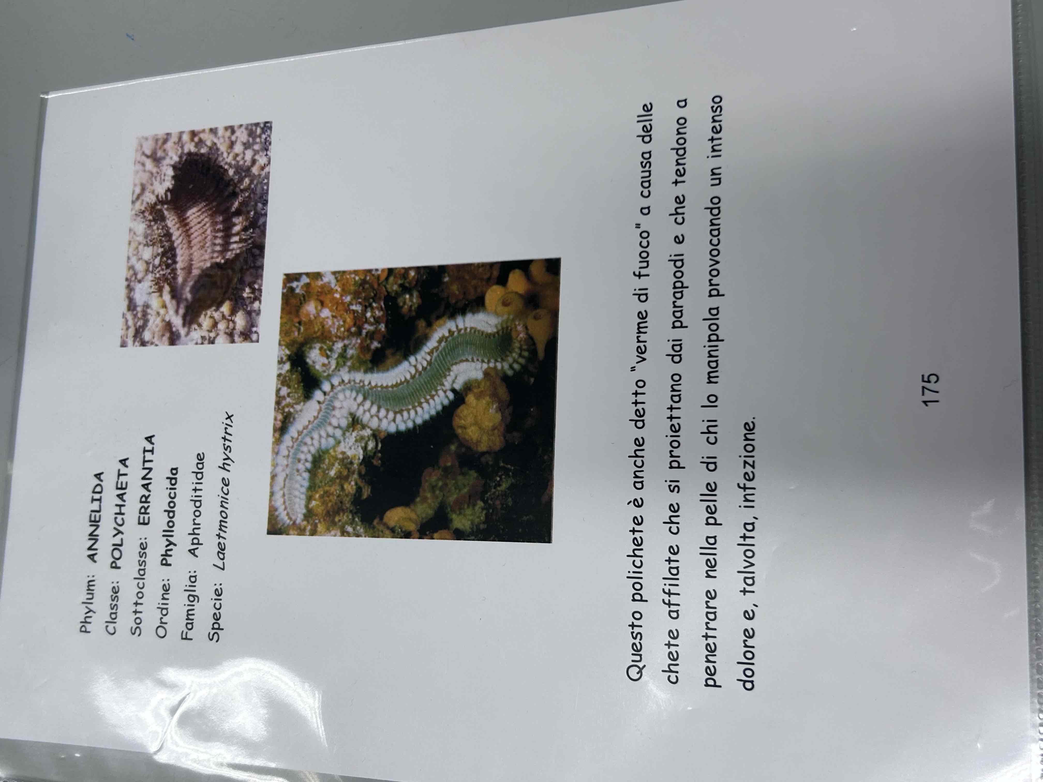 <p>Anellidi</p><p>Policheti Erranti</p><p>Laetmonice hystrix</p><p>(Verme di fuoco)</p>