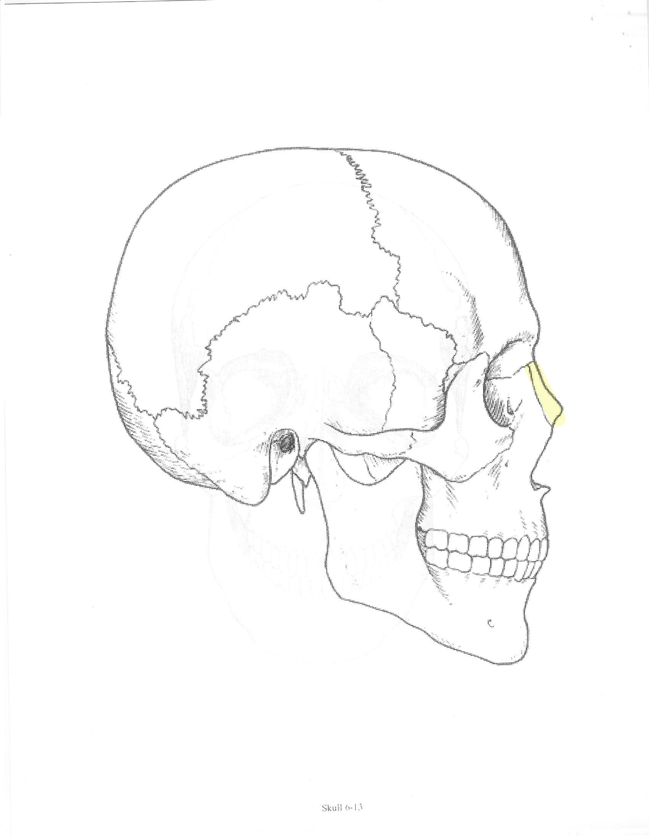<p>ID bone</p>