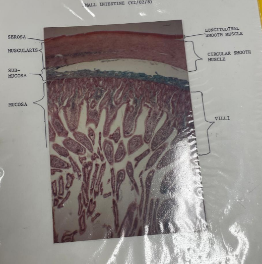 <p>small intestine </p>